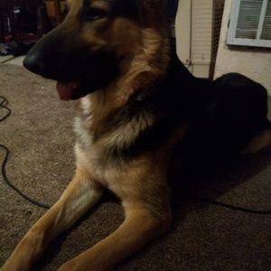 Meet your Posher, Allison